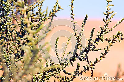 Branches of plants in the african desert Stock Photo