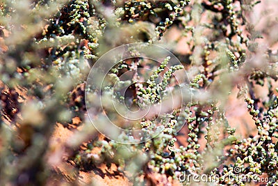 Branches of plants in the african desert Stock Photo