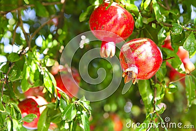 Branches of pomegranate tree punica granatum full of ripe frui Stock Photo