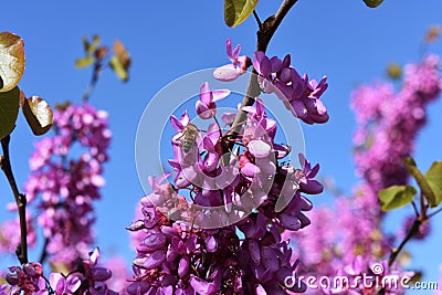 Branches with purple Lilac flowers. Stock Photo