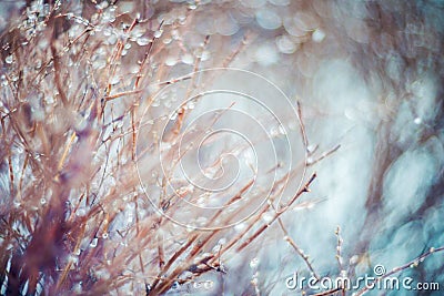 Branches and rain drops Stock Photo