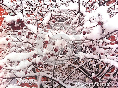 Branches with red apples covered with snow. Winter scene. Stock Photo