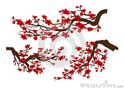 Branches of red blossoming sakura . Japanese cherry tree isolated white background. Chinese new year Stock Photo