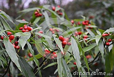 Branches with red fruits of Aucuba Japonica Salicifolia Stock Photo