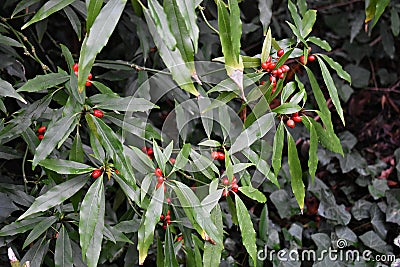 Branches with red fruits of Aucuba Japonica Salicifolia Stock Photo