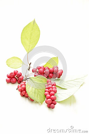 Branches of red schisandra. Clusters of ripe schizandra on white background Stock Photo