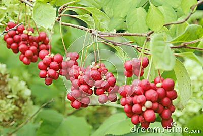 Branches of red schisandra. Schizandra chinensis plant with fruits on branch Stock Photo