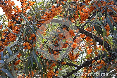 Branches with ripe bright sea buckthorn Stock Photo