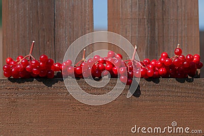 Branches of ripe red viburnum lie on a wooden fence. Harvest. Berries for the treatment of influenza. Cold medicine Stock Photo