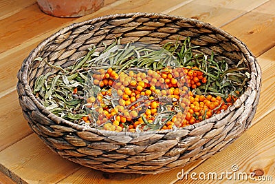 Branches of ripe sea buckthorn in a wicker basket Stock Photo