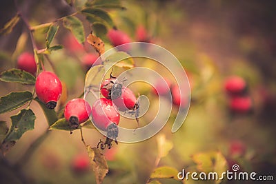 Branches of rose hip Stock Photo