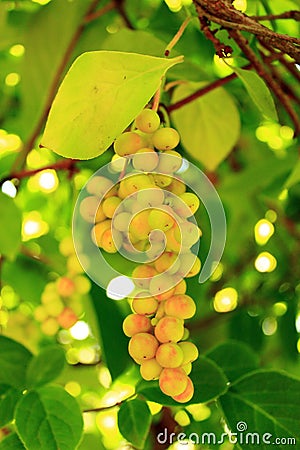 Branches of schisandra with green not ripe berries Stock Photo