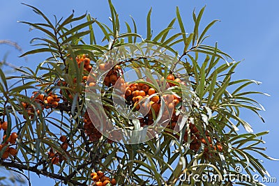 Branches of sea buckthorn with juicy berries on blue sky background Stock Photo