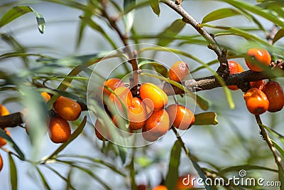 Branches of sea buckthorn with juicy berries Stock Photo