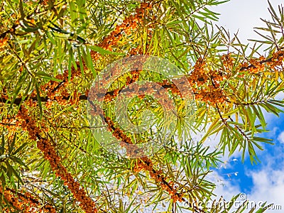Branches of sea buckthorn over blue sky, bottom view Stock Photo