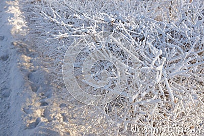 Hoarfrost on the crowns of shrubs Stock Photo