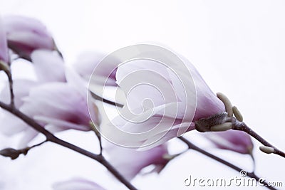 Branches of Softness white and pink saucer magnolia flowers. Beautiful spring outdoors landscape. Stock Photo