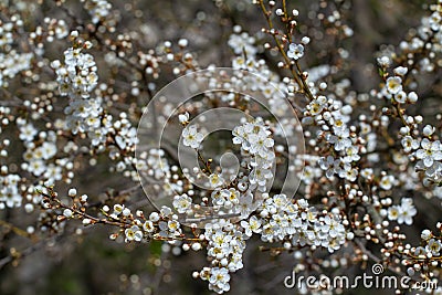 sour cherry tree in generous blossom small white aroma flowers and buds on thin twigs April spring morning Stock Photo