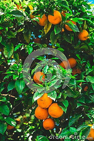 Branches of a tangerine tree with ripe juicy fruits Stock Photo