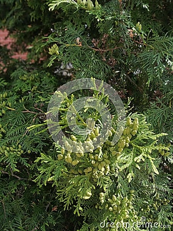 branches of thuja macro photography Stock Photo