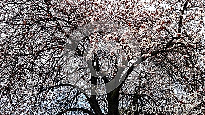 Branches of a Tree in Blossom - Spring Season Blooming Stock Photo