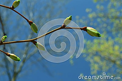 Branches of tree with blue sky and clouds Stock Photo