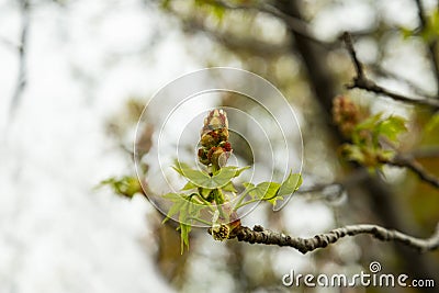 Branches of trees and bushes with buds and first leaves in spring Stock Photo