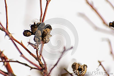 Branches of trees and bushes with various seeds under the snow in winter during the cold season. Season of the sleeping nature. Be Stock Photo