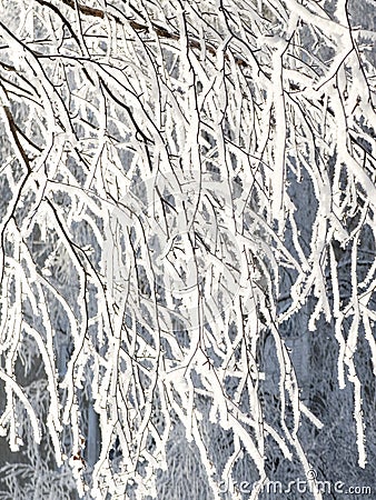 Branches on the trees in frost Stock Photo