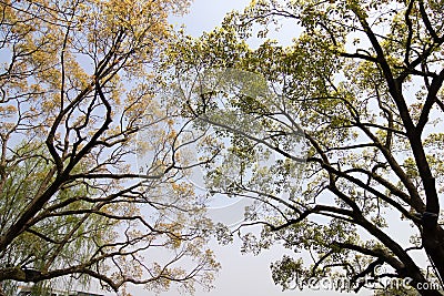 Branches of Trees Stock Photo