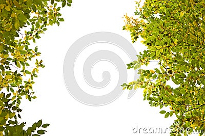 branches of trees with yellow and green leaves on white background Stock Photo