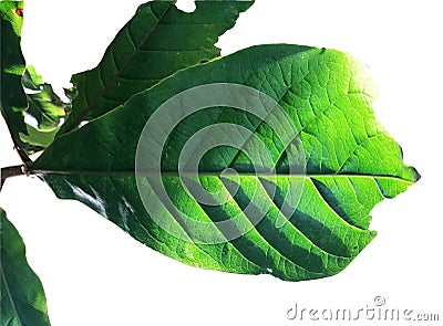 Branches Tropical foliage leaf with silhouette shot isolated on white background Stock Photo