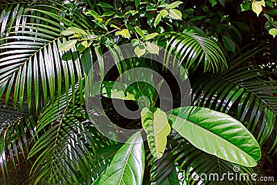 Branches Tropical Leaf Sunny Green Saturated Background Stock Photo