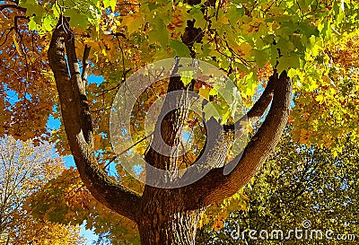 Branches and trunk with bright yellow and green leaves of autumn maple tree against the blue sky background. Bottom view Stock Photo