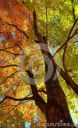 Branches and trunk with bright yellow and green leaves of autumn maple tree against the blue sky background. Bottom view Stock Photo