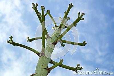 Branches of unusual large agave flower stalk Stock Photo