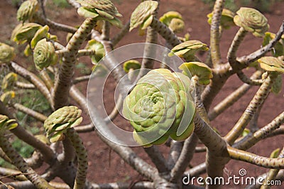 Branches of a verode in a garden area of Tenerife Stock Photo