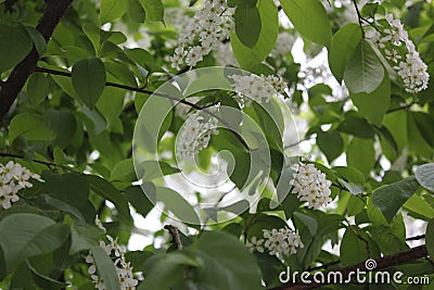 Branches of white lilac Stock Photo