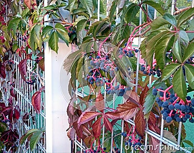 Branches of wild grapes on the grid. Photo landscape. Stock Photo