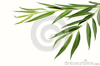 Branches of willow with green leaves Stock Photo