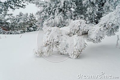 Branches of winter fir trees in the snow Stock Photo