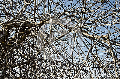 Branches in winter time. Stock Photo