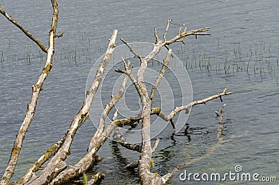 The branches of a withered tree that has fallen into Lake Dusia soak in the water Stock Photo