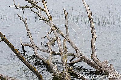 The branches of a withered tree that has fallen into Lake Dusia soak in the water Stock Photo