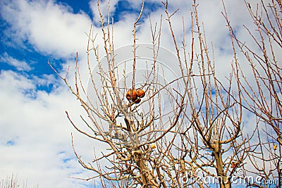 Branches with wizened apple on the tree Stock Photo