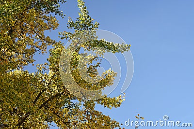 Branches with yellow leaves of Ginkgo biloba. Stock Photo