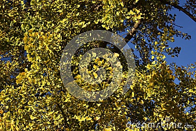 Branches with yellow leaves of Ginkgo biloba. Stock Photo