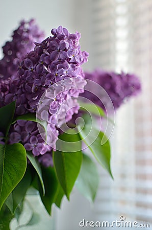 The branches of the young, blossoming lilac closeup Stock Photo