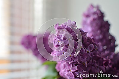 The branches of the young, blossoming lilac closeup Stock Photo