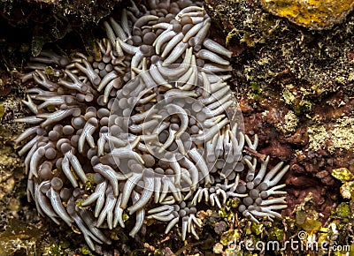 Branching anemone Stock Photo